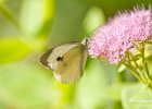 papillons