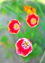 tulipe_2.jpg